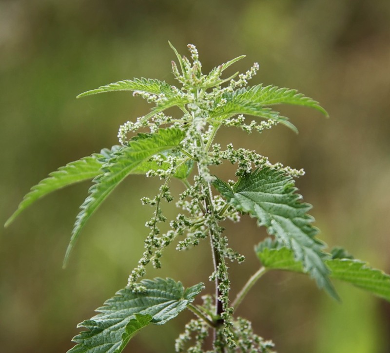 Image of Urtica dioica specimen.