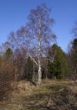 Betula platyphylla. Старое дерево в начале вегетации. Бурятия, Кабанский р-н, берег оз. Байкал, поляна в смешанном лесу. 21.05.2023.