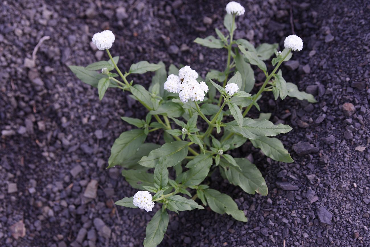Image of Heliotropium styligerum specimen.