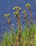 Petasites radiatus. Цветущие растения в сообществе с Poaceae. Хакасия, Орджоникидзевский р-н, долина р. Сарала, у воды. 09.06.2022.