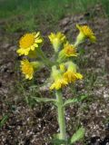 Tephroseris palustris
