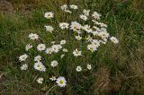 Leucanthemum vulgare