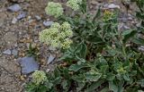 Cardaria draba. Верхушка побега с соцветием. Дагестан, Буйнакский р-н, долина р. Сулак, побережье Чиркейского водохранилища, подножие каменистого склона. 01.05.2022.