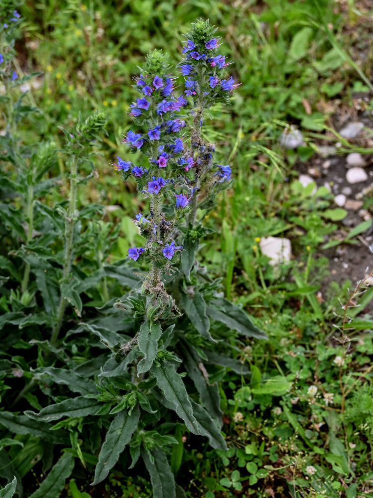 Изображение особи Echium vulgare.