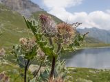 Cirsium pugnax. Верхушка цветущего растения. Карачаево-Черкесия, Урупский р-н, хр. Загедан, долина Ацгарских озёр, ≈ 2500 м н.у.м., морена, альпийский луг. 09.08.2023.