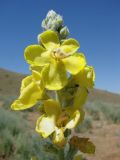 Verbascum songaricum. Верхушка соцветия с цветками и бутонами. Узбекистан, Джизакская обл., хр. Нуратау, Нуратинский заповедник, водораздельный гребень между ур. Хаятсай и Андыгенсай, около 1550 м н.у.м., эфемероидово-полынное сообщество. 20.07.2007.