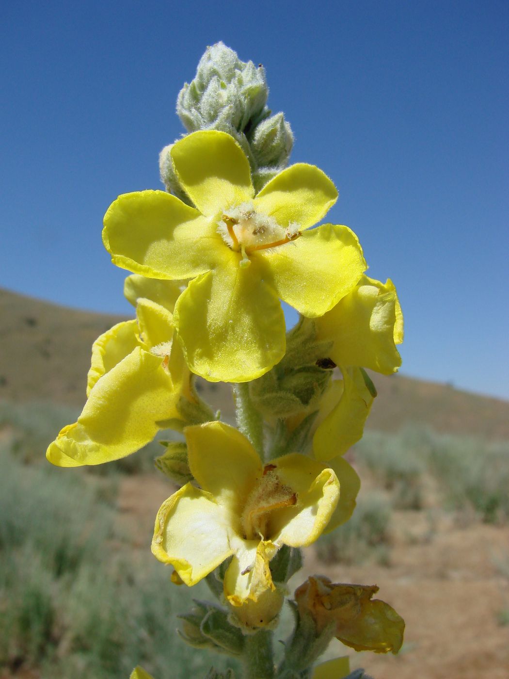 Изображение особи Verbascum songaricum.