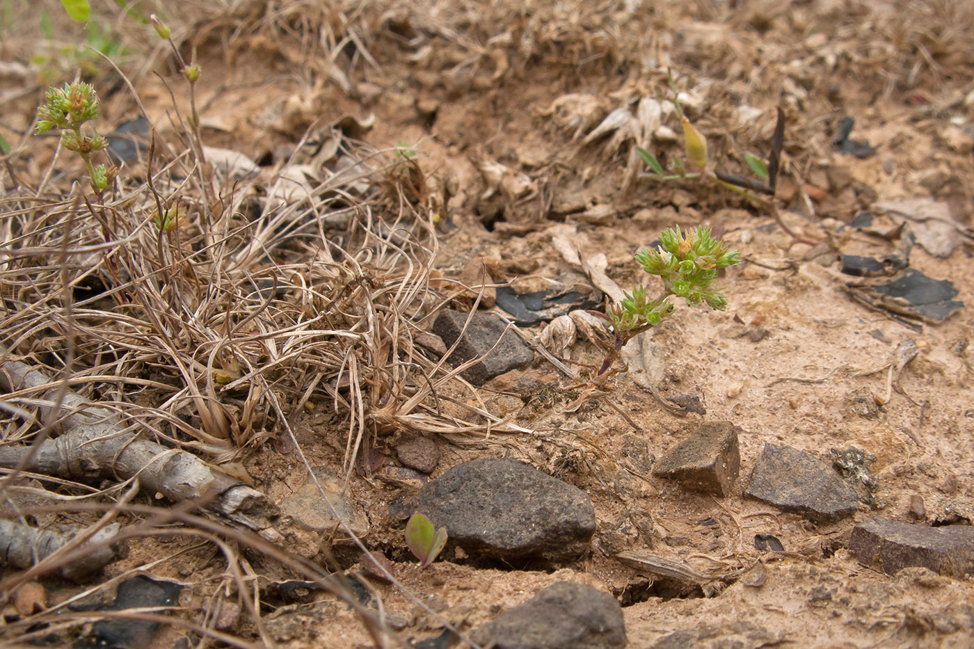 Image of Scleranthus verticillatus specimen.