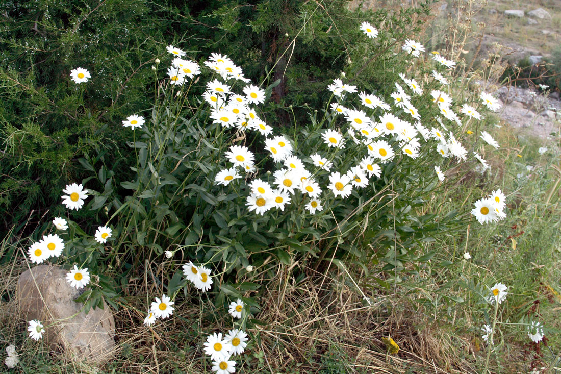 Изображение особи Leucanthemum maximum.