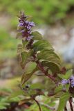 Mentha arvensis