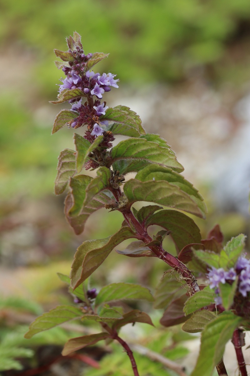 Image of Mentha arvensis specimen.