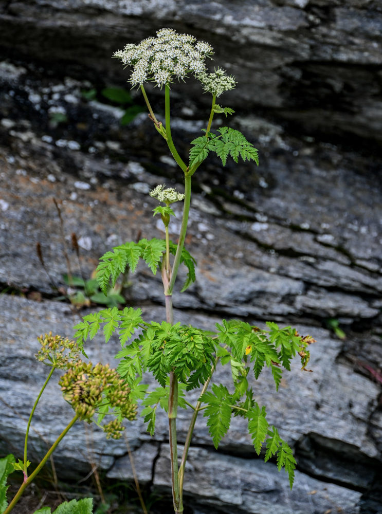 Image of Conioselinum chinense specimen.
