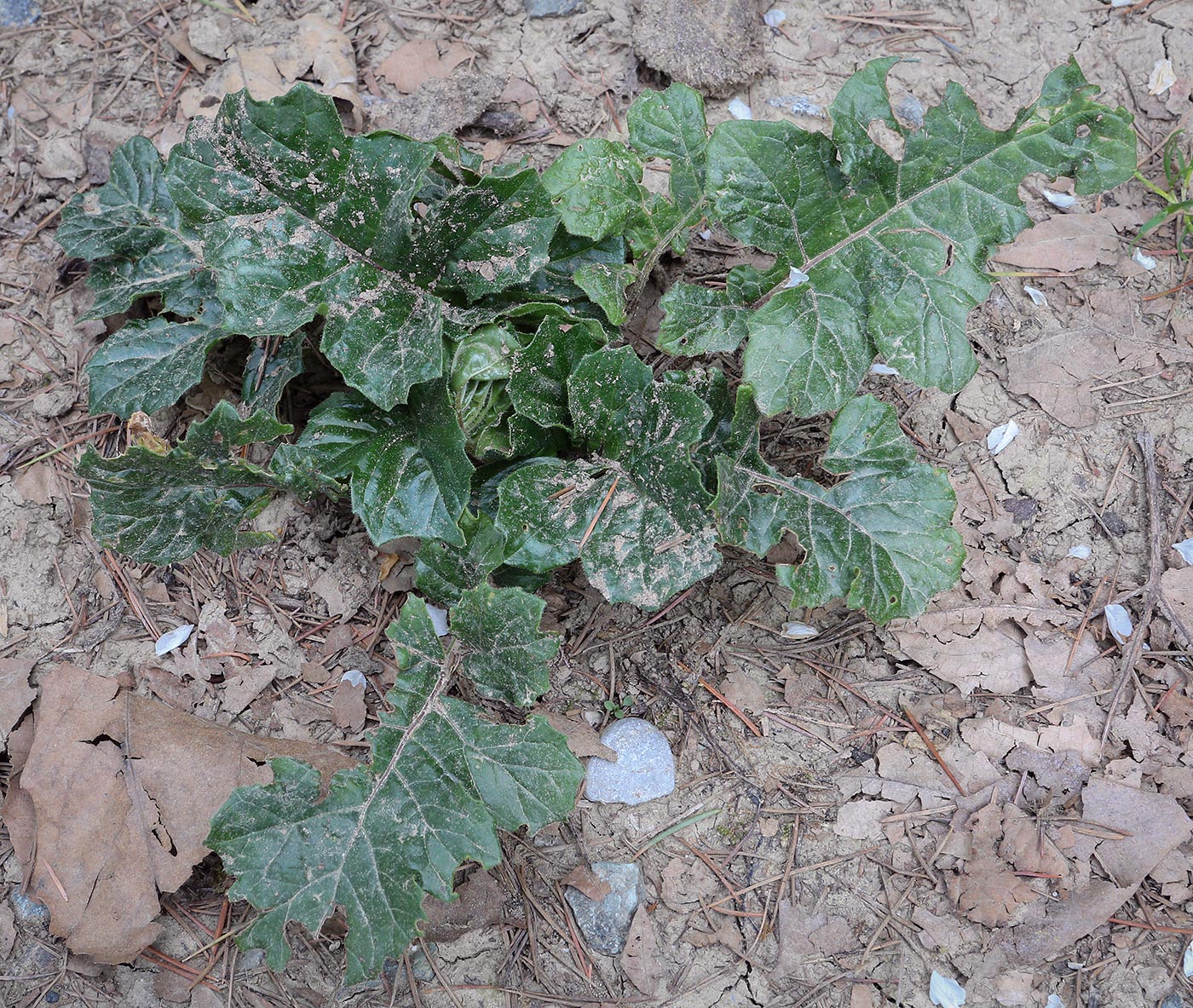 Image of Acanthus mollis specimen.