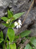 Melandrium latifolium. Верхушка побега с мужским цветком и бутоном. Краснодарский край, г/о Сочи, Адлерский р-н, ущ. Ахцу, дорога вдоль отвесной скалы. 21.03.2022.