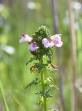 Pedicularis palustris
