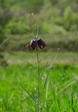 Fritillaria ruthenica