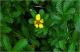 Potentilla anserina. Цветок и листья. Московская обл., Раменский р-н, окр. дер. Хрипань, садовый участок. 17.06.2024.