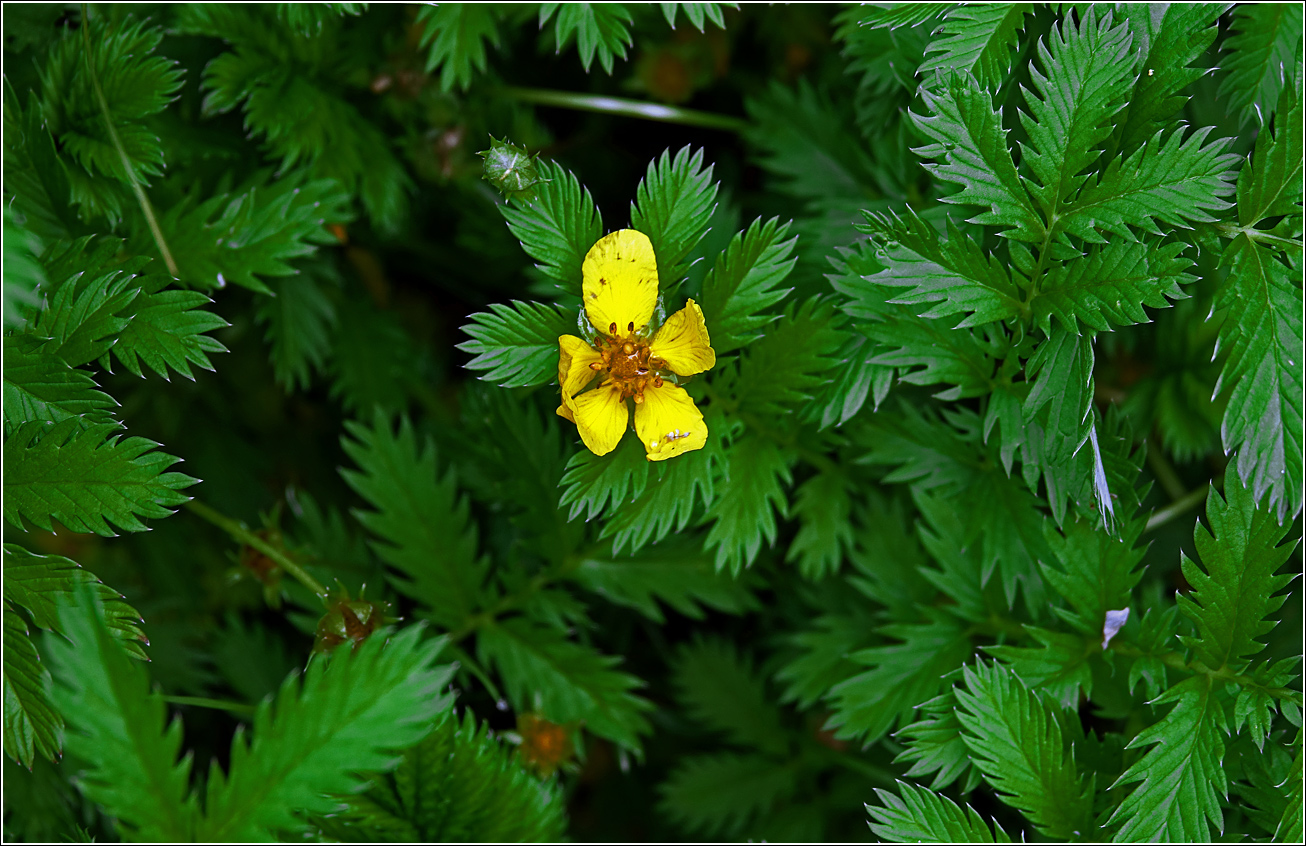 Изображение особи Potentilla anserina.