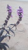 Stachys palustris