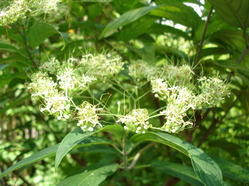 Image of Clerodendrum cyrtophyllum specimen.