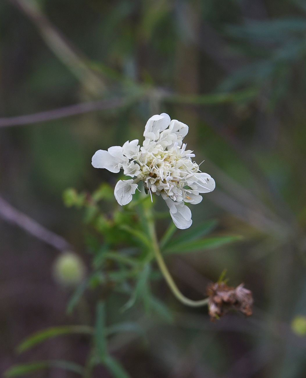 Image of Scabiosa ochroleuca specimen.