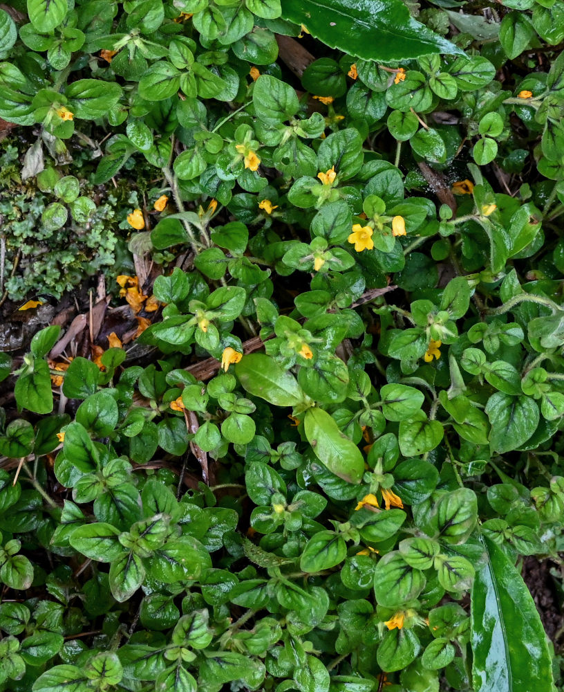Image of Lysimachia kwangtungensis specimen.