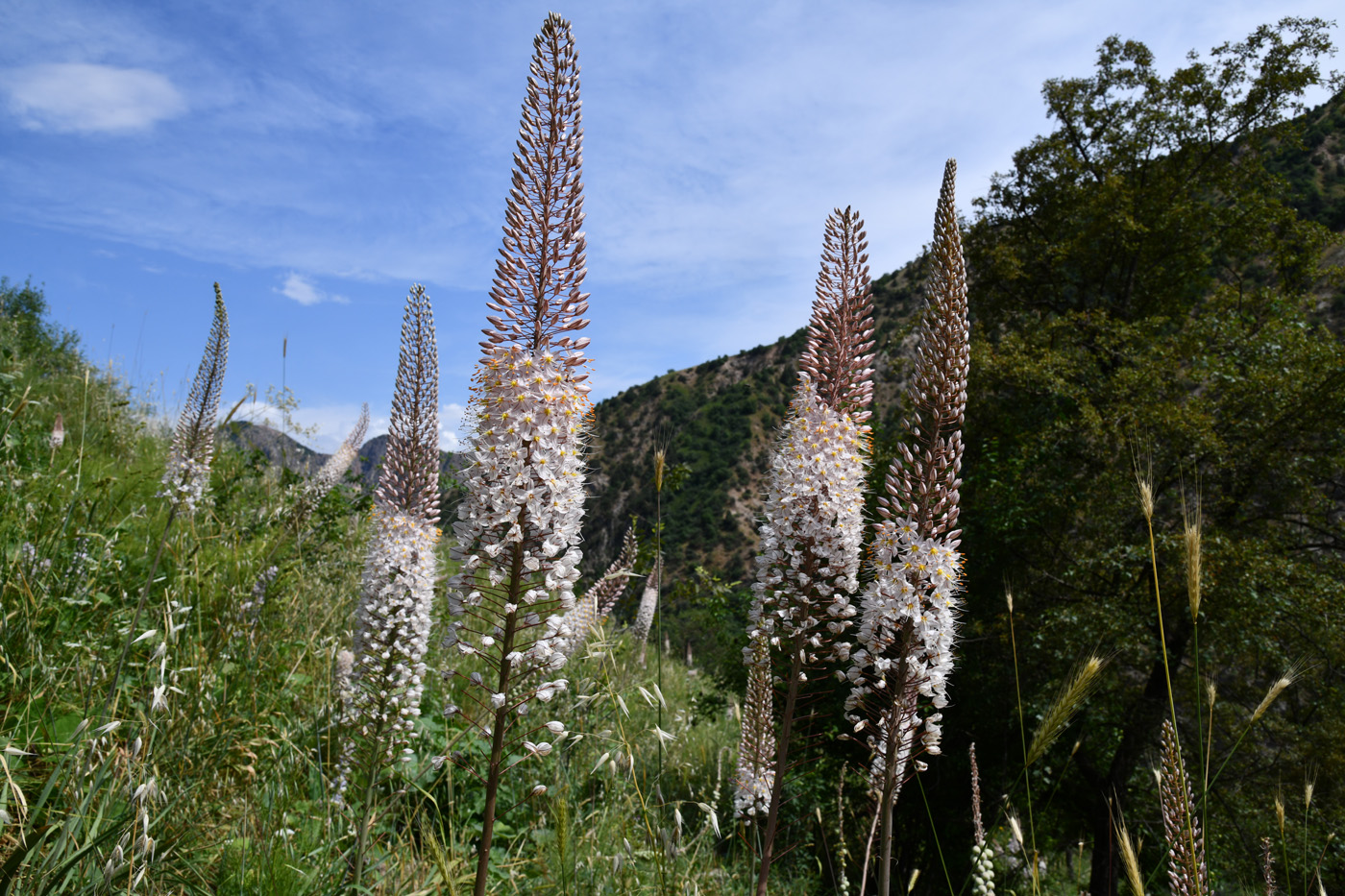 Image of genus Eremurus specimen.