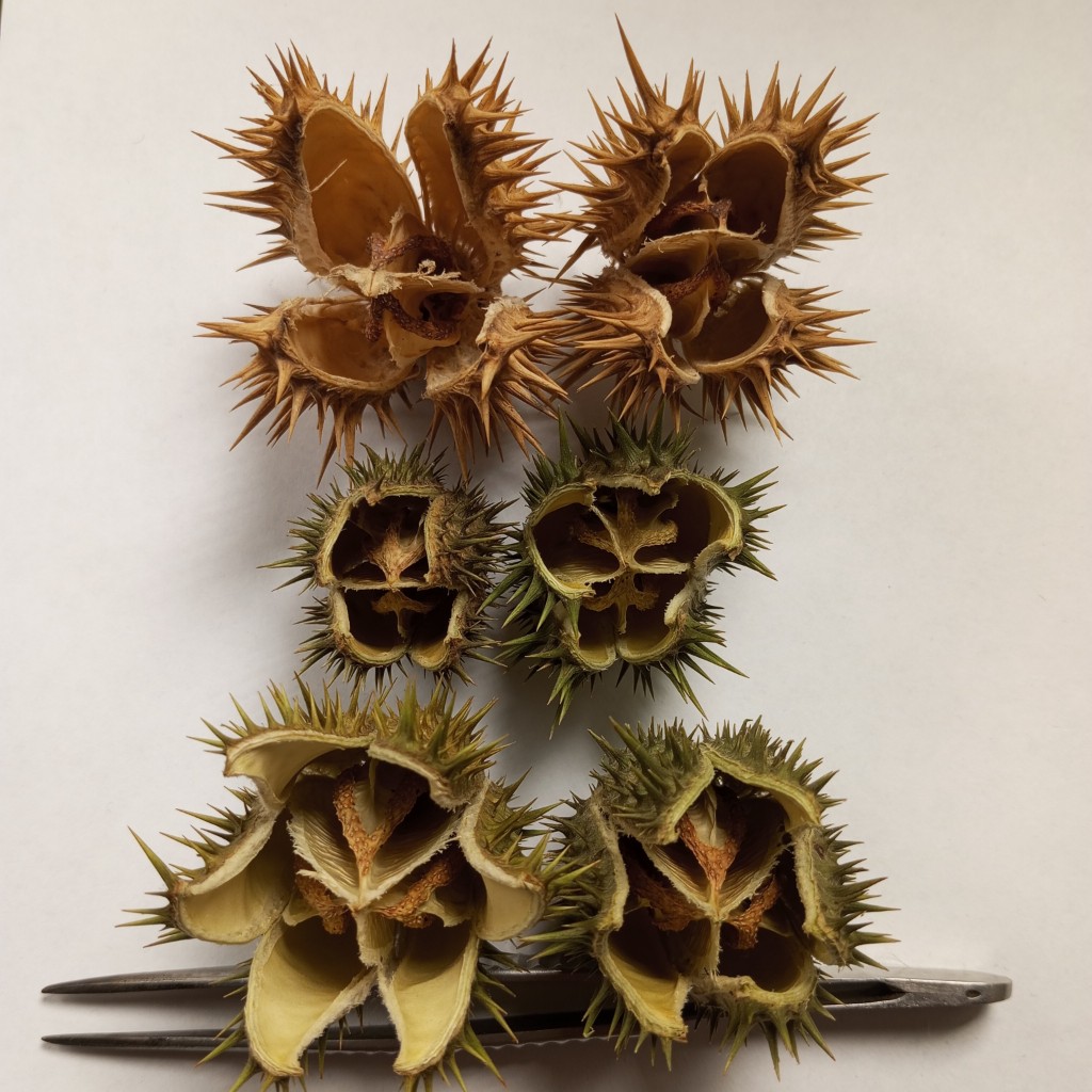 Image of Datura stramonium specimen.