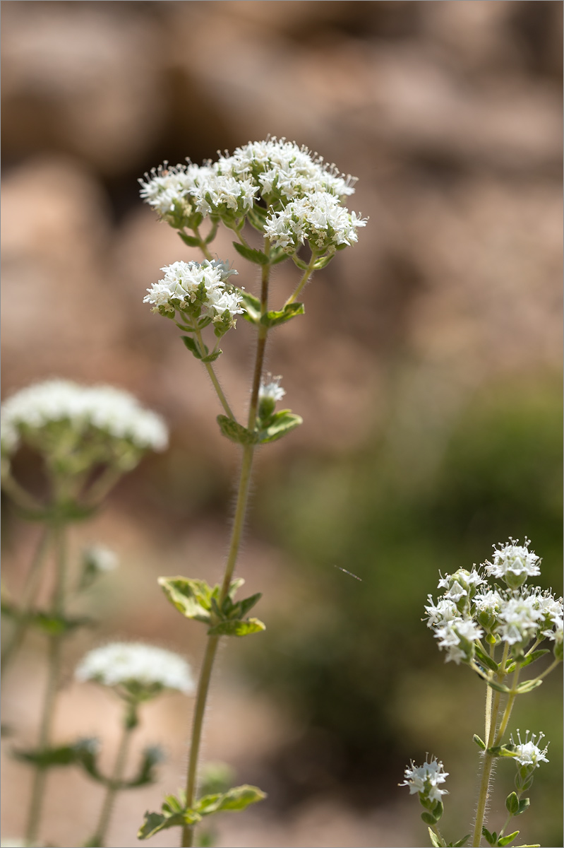 Image of Origanum onites specimen.