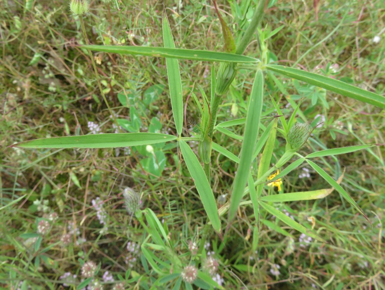 Изображение особи Trifolium purpureum.