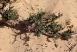 Artemisia monosperma. Ветвь цветущего очень старого куста. Египет, к ЮВ от г. Эль-Дабаа, сильно опустыненная фригана. 07.12.2021.