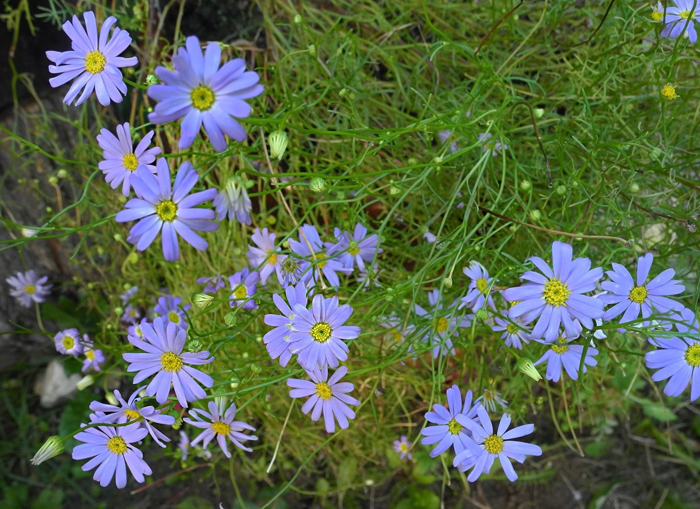 Изображение особи Brachyscome iberidifolia.