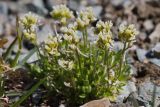род Draba
