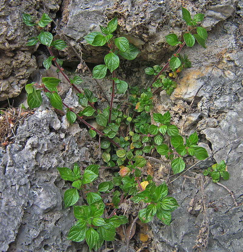 Image of Parietaria judaica specimen.