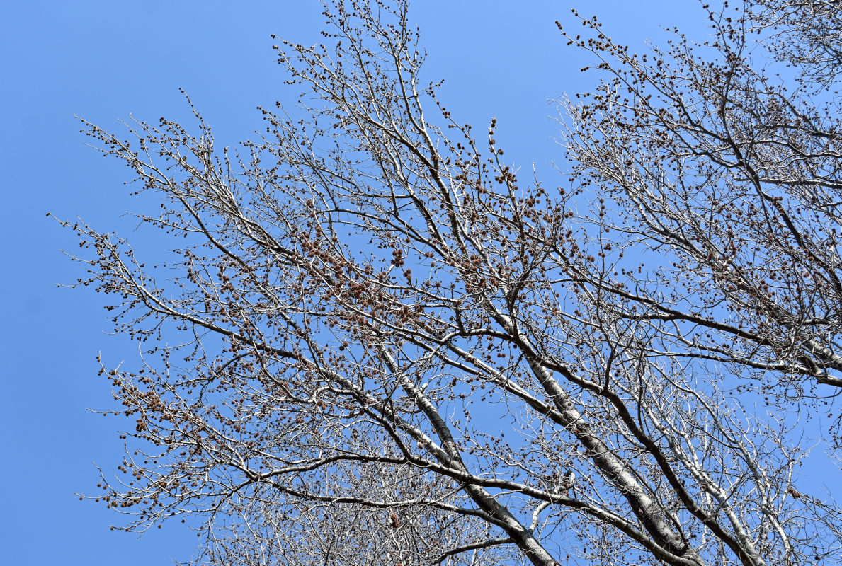 Изображение особи Liquidambar styraciflua.