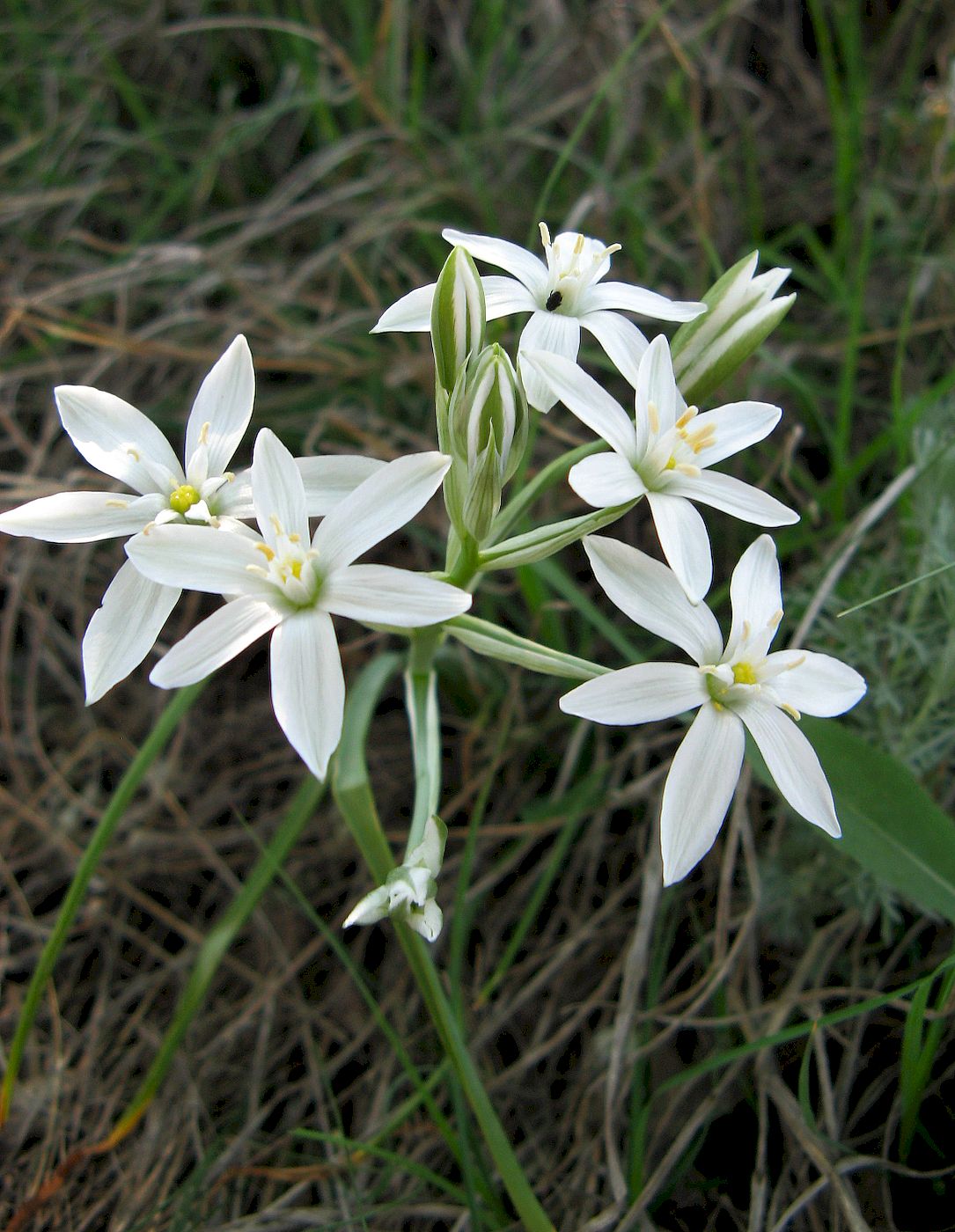 Изображение особи Ornithogalum oreoides.