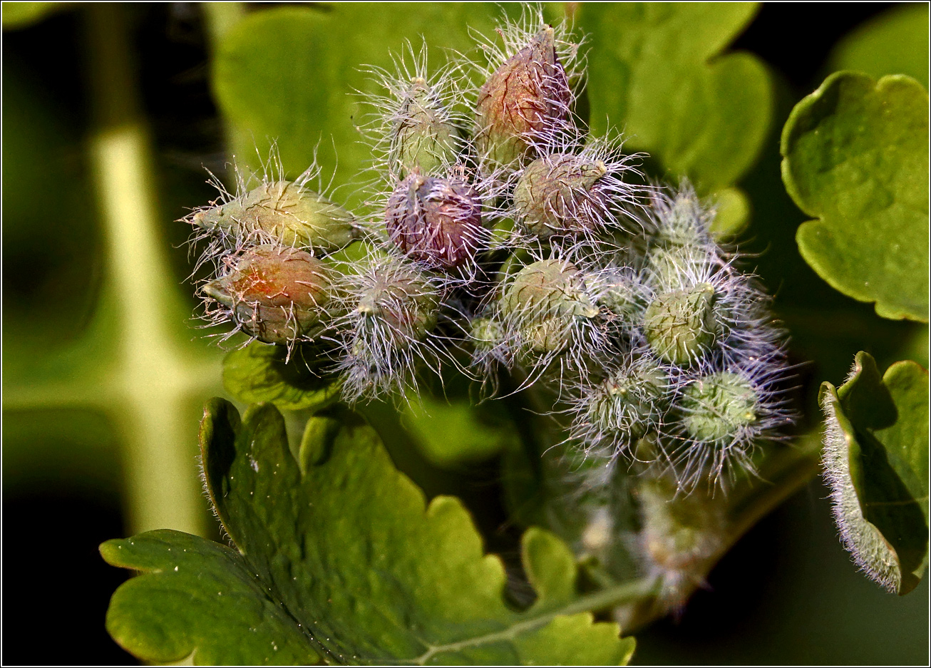 Image of Chelidonium majus specimen.