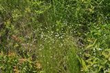 Stellaria graminea