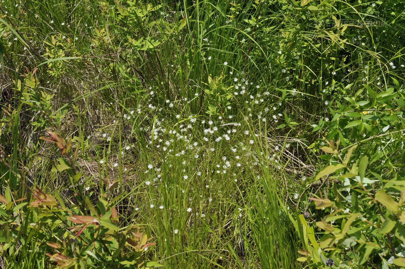Image of Stellaria graminea specimen.