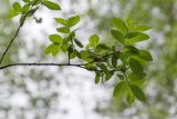 Salix caprea