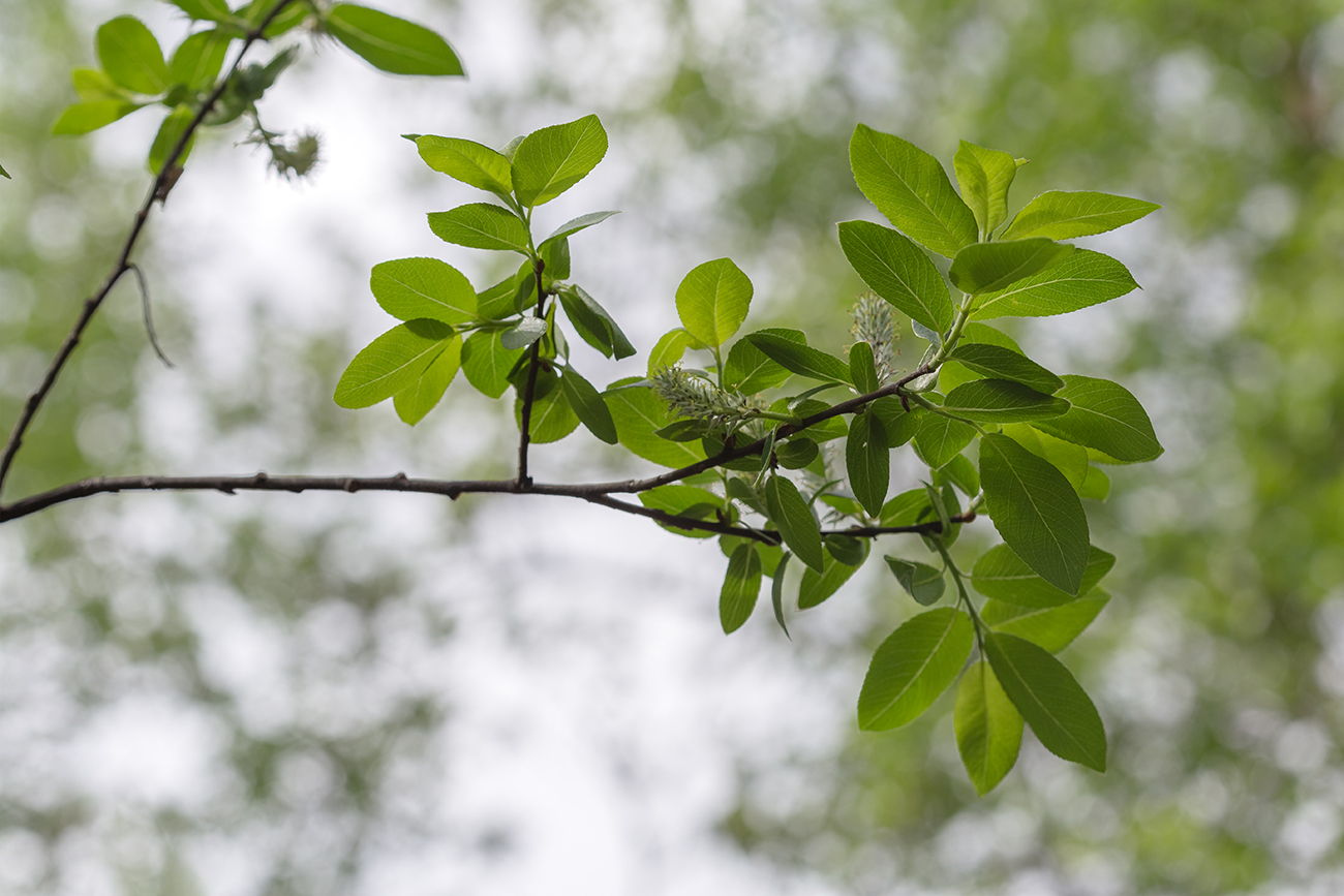 Image of genus Salix specimen.