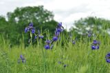Iris sanguinea. Верхушки цветущих растений. Приморский край, Шкотовский р-н, окр. с. Новонежино, переувлажнённый луг. 07.06.2025.