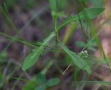 семейство Dipsacaceae