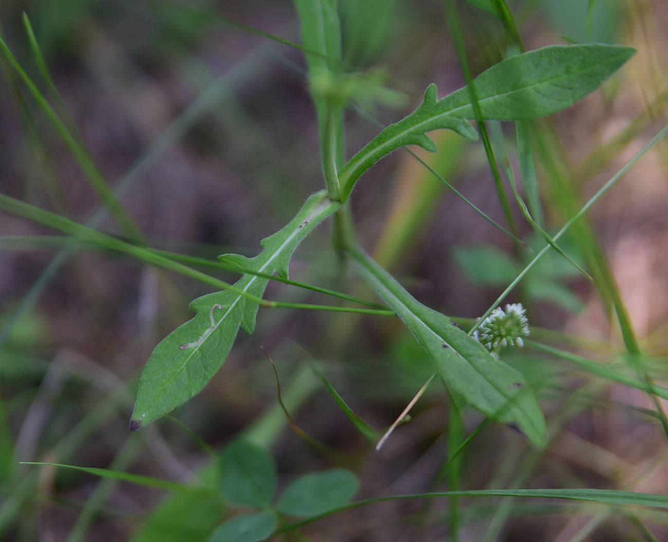 Изображение особи семейство Dipsacaceae.