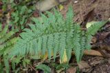 Dryopteris filix-mas