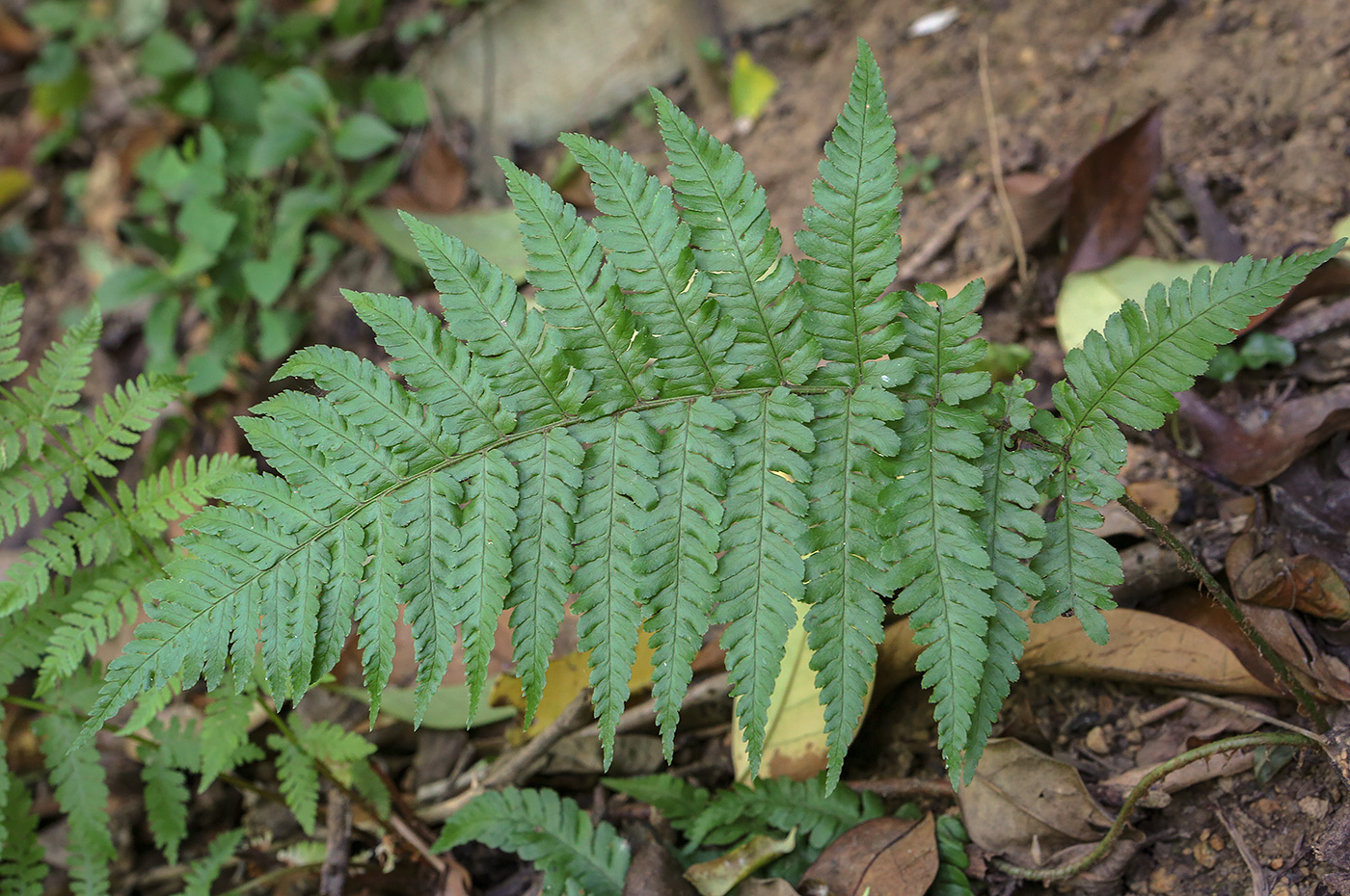 Image of Dryopteris filix-mas specimen.