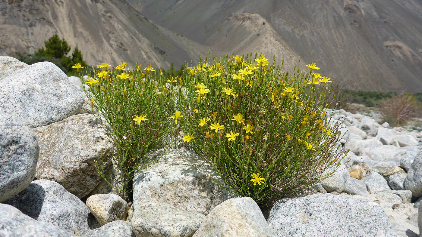Изображение особи Youngia tenuifolia.