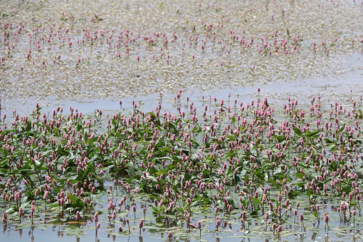 Изображение особи Persicaria amphibia.