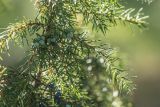 Juniperus communis. Веточка с незрелыми шишкоягодами. Калужская обл., Перемышльский р-н, дол. р. Жиздра, подлесок соснового леса. 13.08.2025.
