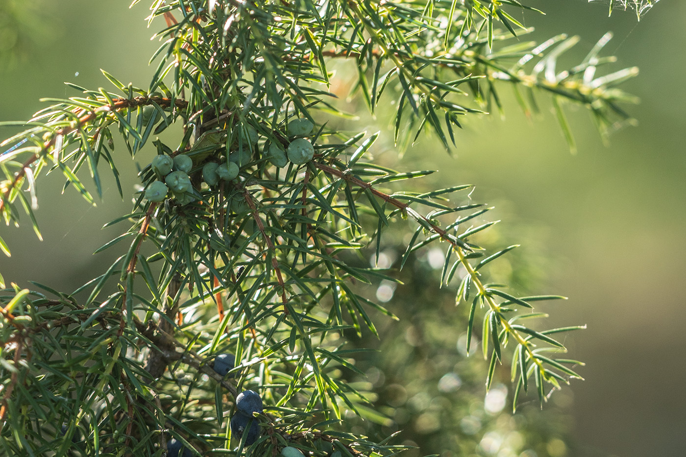 Image of Juniperus communis specimen.